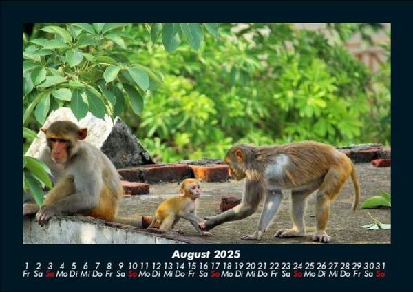 Produktbild: Affen 2025 Fotokalender DIN A5