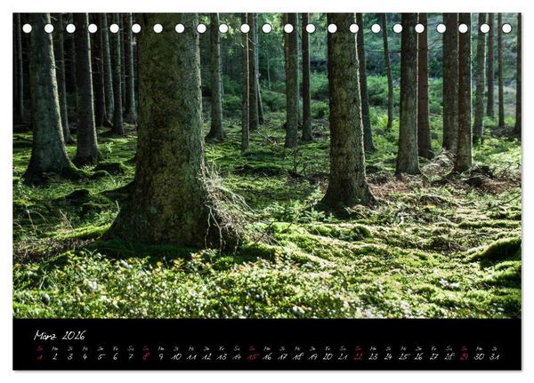 Produktbild: Wald (Tischkalender 2026 DIN A5 quer), CALVENDO Monatskalender