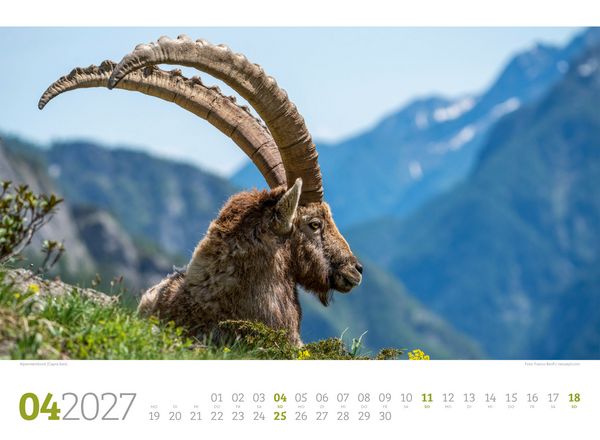 Produktbild: Tierwelt Wald Kalender 2027