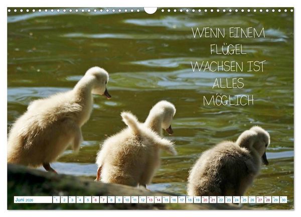 Produktbild: Humorvolles aus der Tierwelt (Wandkalender 2026 DIN A3 quer), CALVENDO Monatskalender