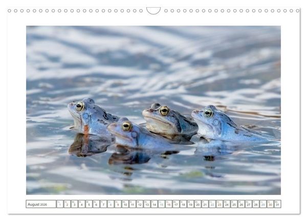 Produktbild: Wenn Fr&ouml;sche blau machen - das geheime Leben der Moorfr&ouml;sche von Tanja Riedel (Wandkalender 2026 DIN A3 quer), CALVENDO Monatskalender