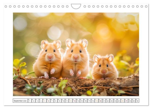 Produktbild: Lustige Hamster (Wandkalender 2026 DIN A4 quer), CALVENDO Monatskalender