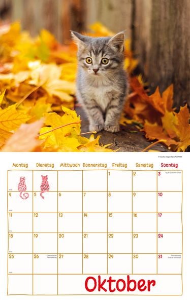 Produktbild: Katzen Kalenderpaket 2027
