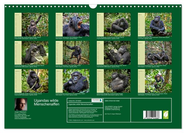 Produktbild: Ugandas wilde Menschenaffen (Wandkalender 2026 DIN A3 quer), CALVENDO Monatskalender