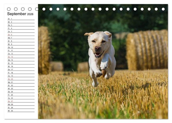 Produktbild: Labrador Retriever - Freunde f&uuml;r&acute;s Leben (Tischkalender 2026 DIN A5 quer), CALVENDO Monatskalender