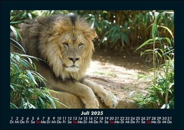 Produktbild: L&ouml;wen in der Wildnis 2025 Fotokalender DIN A5