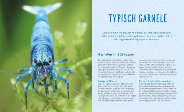 Produktbild: Süßwasser-Garnelen