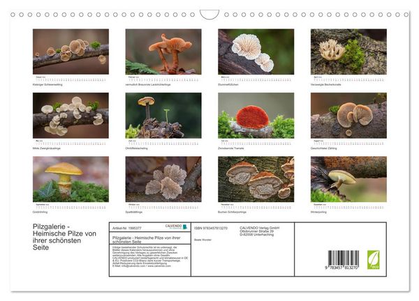 Produktbild: Pilzgalerie - Heimische Pilze von ihrer sch&ouml;nsten Seite (Wandkalender 2026 DIN A3 quer), CALVENDO Monatskalender