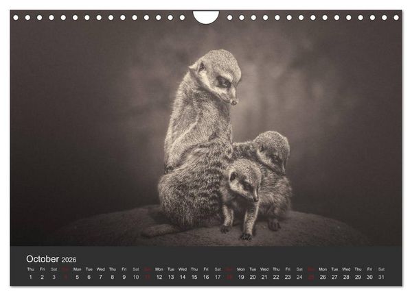 Produktbild: African Souls African animals with soul (Wall Calendar 2026 DIN A4 landscape), CALVENDO 12 Month Wall Calendar