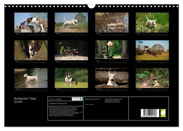 Produktbild: Bullterrier? Was sonst! (Wandkalender 2026 DIN A3 quer), CALVENDO Monatskalender