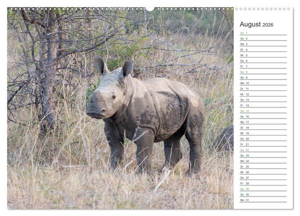 Produktbild: Nash&ouml;rner - Sanfte Riesen (hochwertiger Premium Wandkalender 2026 DIN A2 quer), Kunstdruck in Hochglanz