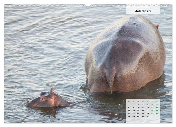 Produktbild: Nilpferde, Kolosse im Wasser (Wandkalender 2026 DIN A2 quer), CALVENDO Monatskalender