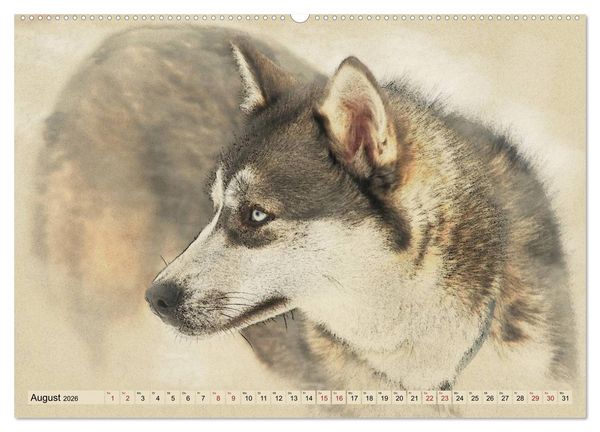 Produktbild: Schlittenhunde 2026 (Wandkalender 2026 DIN A2 quer), CALVENDO Monatskalender