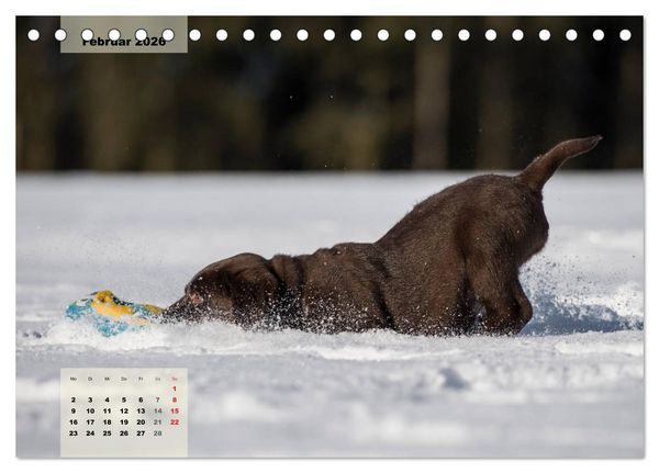 Produktbild: Welpenspa&szlig; (Tischkalender 2026 DIN A5 quer), CALVENDO Monatskalender