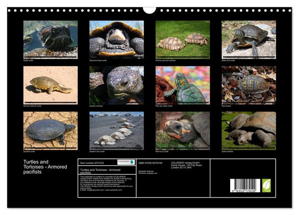 Produktbild: Turtles and Tortoises - Armored pacifists (Wall Calendar 2026 DIN A3 landscape), CALVENDO 12 Month Wall Calendar