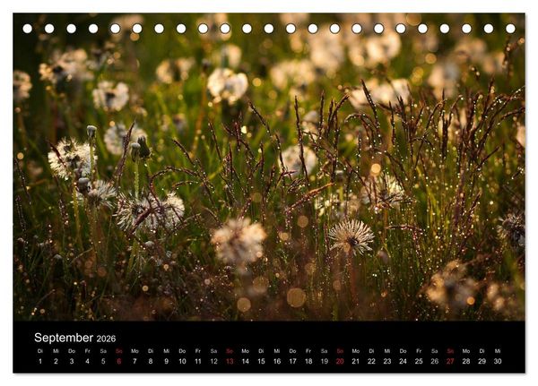 Produktbild: Bl&uuml;tenzauber 2026 (Tischkalender 2026 DIN A5 quer), CALVENDO Monatskalender
