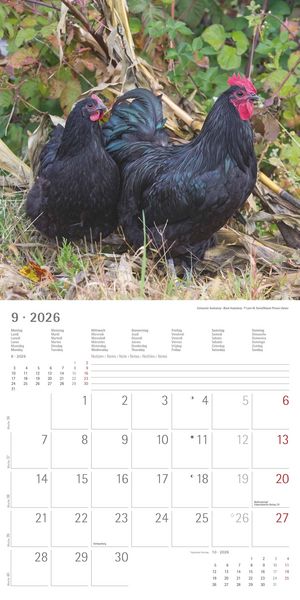 Produktbild: Hühner 2026 - Broschürenkalender 30x30 cm (30x60 geöffnet) - Kalender mit Platz für Notizen - Hühner - Bildkalender - Wandkalender - Hühnerkalender
