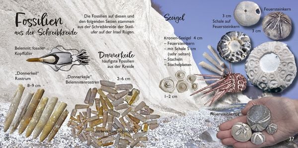 Produktbild: Strandfunde am Ostseestrand