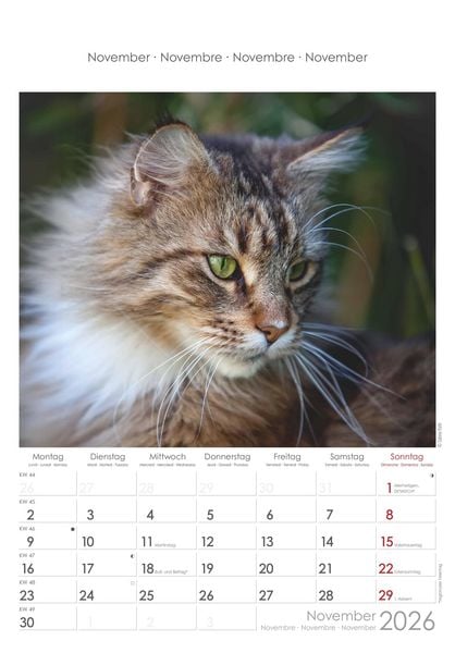 Katzen 2026 - Bildkalender 23,7x34 cm - Kalender mit Platz für Notizen - mit vielen Zusatzinformationen - Cats - Wandkalender - Alpha Edition