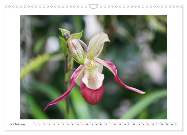 Produktbild: Mon r&ecirc;ve d'orchid&eacute;es (Calendrier mural 2026 DIN A3 vertical), CALVENDO calendrier mensuel