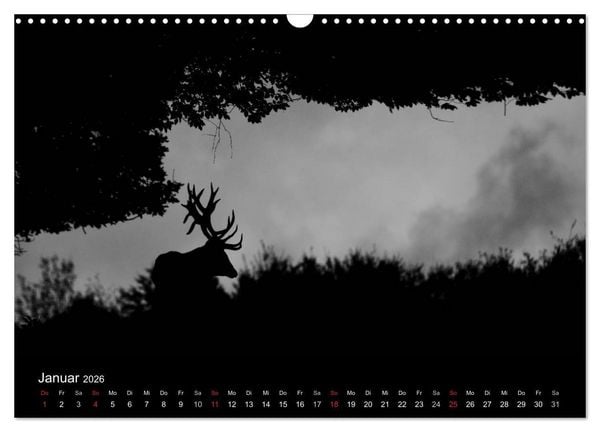 Produktbild: Der Rothirsch, K&ouml;nig der W&auml;lder (Wandkalender 2026 DIN A3 quer), CALVENDO Monatskalender