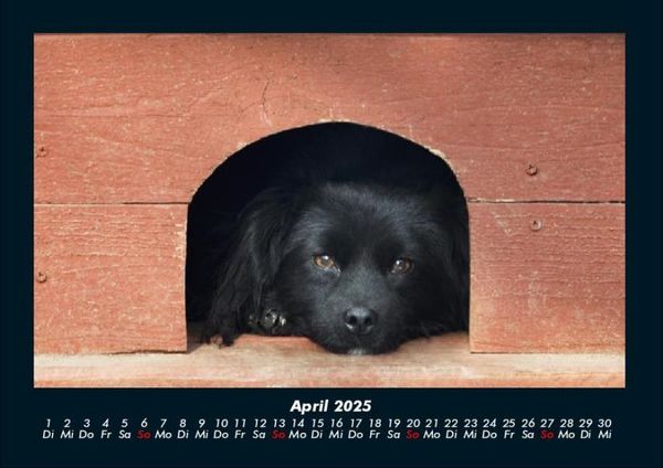 Produktbild: Hundezauber 2025 Fotokalender DIN A4