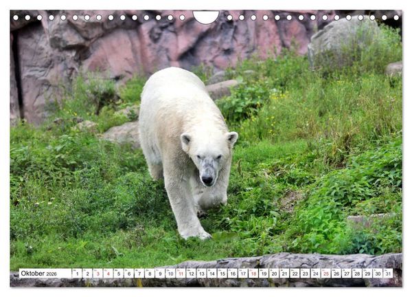 Produktbild: B&auml;ren - Der Eisb&auml;r und der Kamtschatka-Braunb&auml;r (Wandkalender 2026 DIN A4 quer), CALVENDO Monatskalender