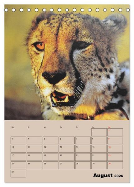 Produktbild: Gro&szlig;katzen. Raubkatzengesichter (Tischkalender 2026 DIN A5 hoch), CALVENDO Monatskalender