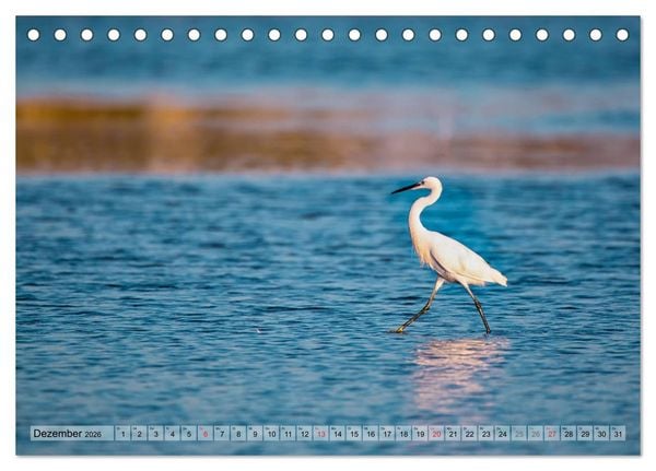 Produktbild: Camargue - Der wilde S&uuml;den Frankreichs (Tischkalender 2026 DIN A5 quer), CALVENDO Monatskalender