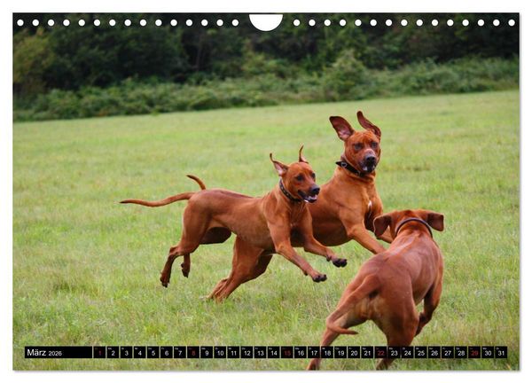 Produktbild: Rhodesian Ridgeback - Schnappsch&uuml;sse - (Wandkalender 2026 DIN A4 quer), CALVENDO Monatskalender
