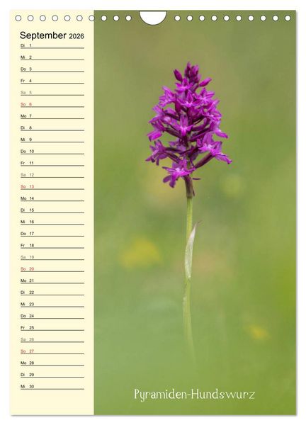 Produktbild: Wildwachsende Orchideen in Bayern (Wandkalender 2026 DIN A4 hoch), CALVENDO Monatskalender