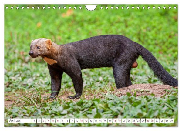 Produktbild: Vielf&auml;ltiges Peru (Wandkalender 2026 DIN A4 quer), CALVENDO Monatskalender