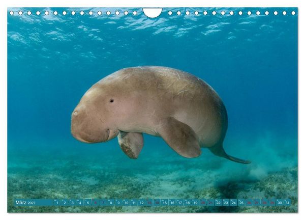 Produktbild: Tauchen, Fische und Meer (Wandkalender 2027 DIN A4 quer), CALVENDO Monatskalender
