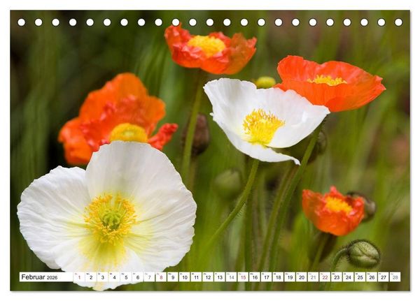 Produktbild: MohnTage (Tischkalender 2026 DIN A5 quer), CALVENDO Monatskalender