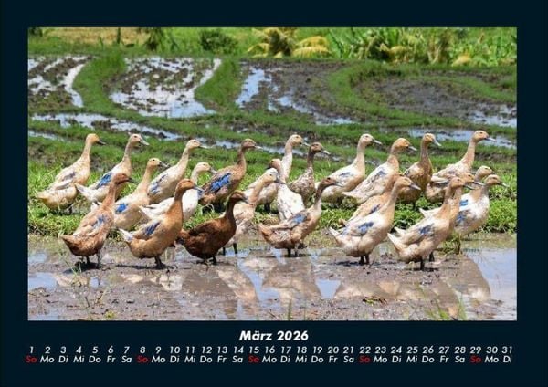 Produktbild: Enten 2026 Fotokalender DIN A4
