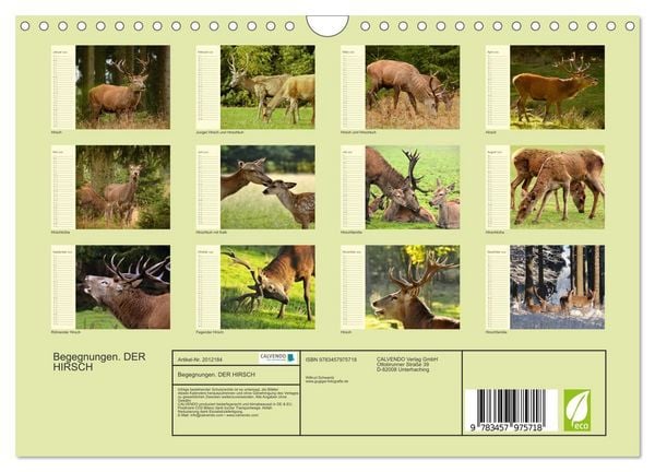 Produktbild: Begegnungen. DER HIRSCH (Wandkalender 2026 DIN A4 quer), CALVENDO Monatskalender