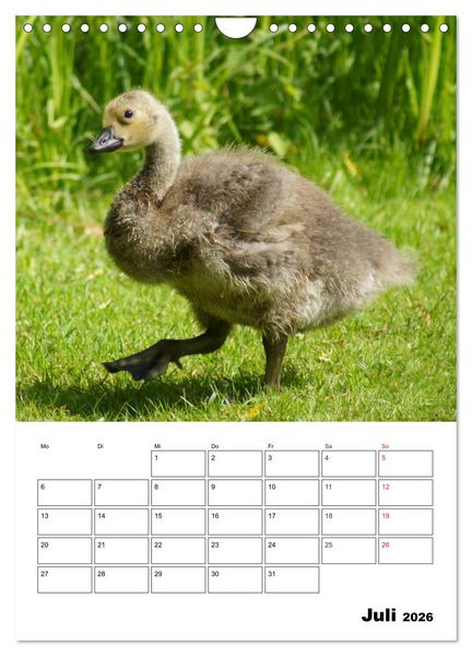 Produktbild: Gl&uuml;ckliche G&auml;nse (Wandkalender 2026 DIN A4 hoch), CALVENDO Monatskalender