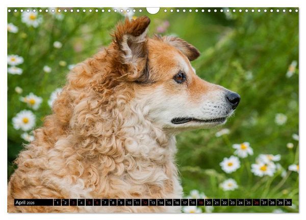 Produktbild: Altdeutsche H&uuml;tehunde - Fast vergessen (Wandkalender 2026 DIN A3 quer), CALVENDO Monatskalender