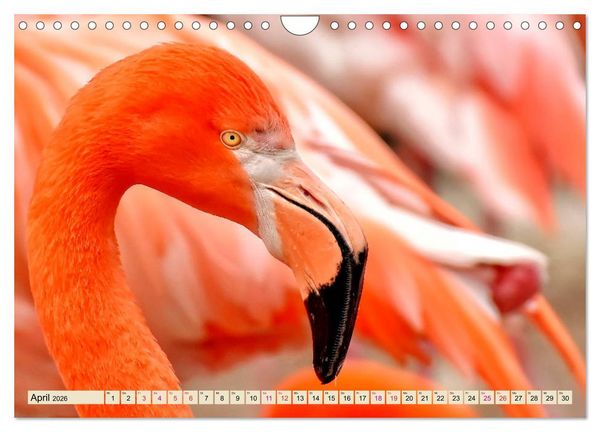 Produktbild: Flamingos - elegante Sch&ouml;nheiten (Wandkalender 2026 DIN A4 quer), CALVENDO Monatskalender