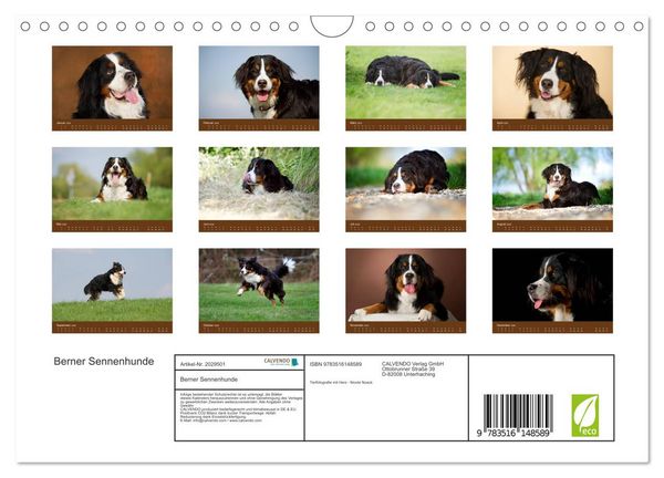 Produktbild: Berner Sennenhunde (Wandkalender 2026 DIN A4 quer), CALVENDO Monatskalender