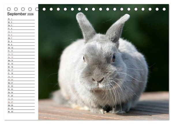 Produktbild: Kaninchen - knuddelige Hausgenossen (Tischkalender 2026 DIN A5 quer), CALVENDO Monatskalender
