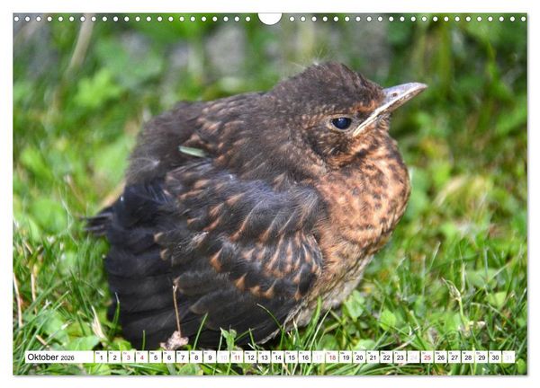 Produktbild: Nachwuchs in der Tierwelt (Wandkalender 2026 DIN A3 quer), CALVENDO Monatskalender
