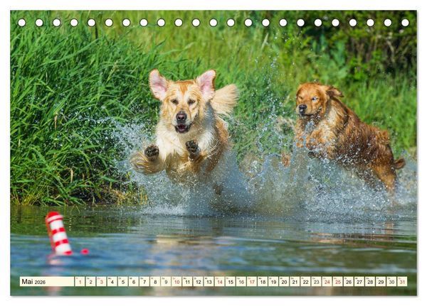 Produktbild: Golden Retriever - Freunde auf 4 Pfoten (Tischkalender 2026 DIN A5 quer), CALVENDO Monatskalender