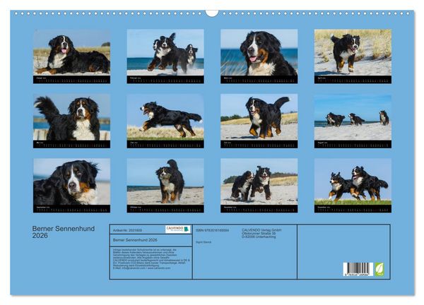 Produktbild: Berner Sennenhund 2026 (Wandkalender 2026 DIN A2 quer), CALVENDO Monatskalender