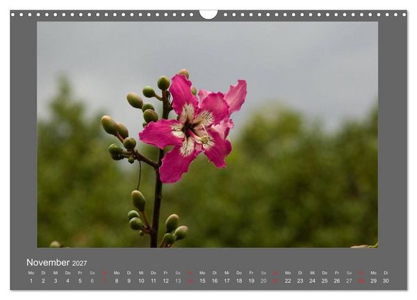 Produktbild: Madeiras Blumenwelt (Wandkalender 2027 DIN A3 quer), CALVENDO Monatskalender