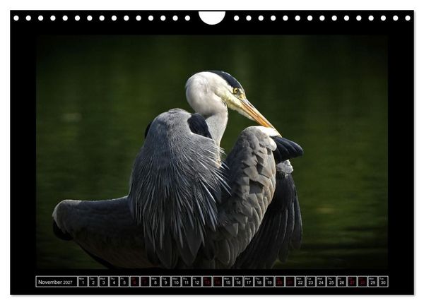 Produktbild: The heron parade (Wall Calendar 2027 DIN A4 landscape), CALVENDO 12 Month Wall Calendar
