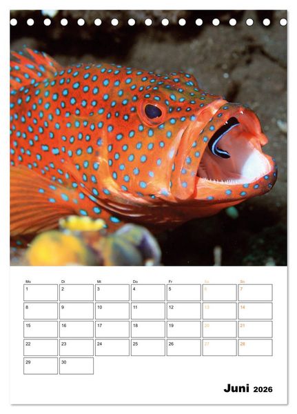 Produktbild: Farbrausch unter Wasser: Fische am Riff (Tischkalender 2026 DIN A5 hoch), CALVENDO Monatskalender