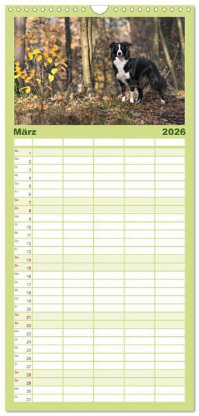Produktbild: Familienplaner 2026 - Border Collies mit 5 Spalten (Wandkalender, 21 x 45 cm) CALVENDO