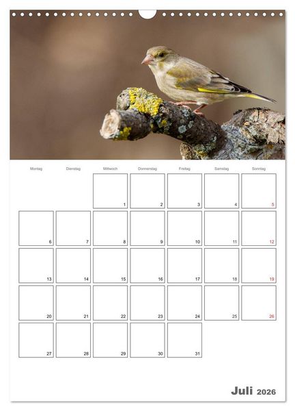 Produktbild: V&ouml;gel im heimischen Garten (Wandkalender 2026 DIN A3 hoch), CALVENDO Monatskalender