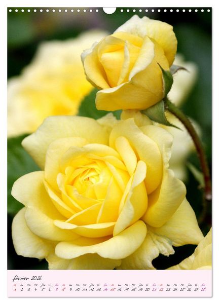 Produktbild: Une f&ecirc;te des roses (Calendrier mural 2026 DIN A3 horizontal), CALVENDO calendrier mensuel
